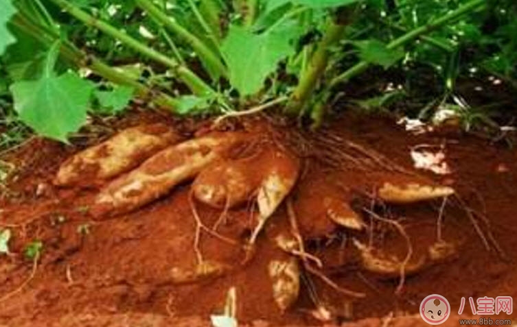 营养|孕妇能吃雪莲果吗 孕妇吃雪莲果的功效鱼作用有哪些