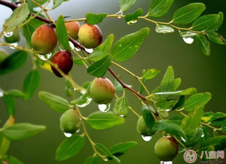 孕妇|孕妇怀孕初期可以吃酸枣吗 孕妇吃酸枣有哪些好处