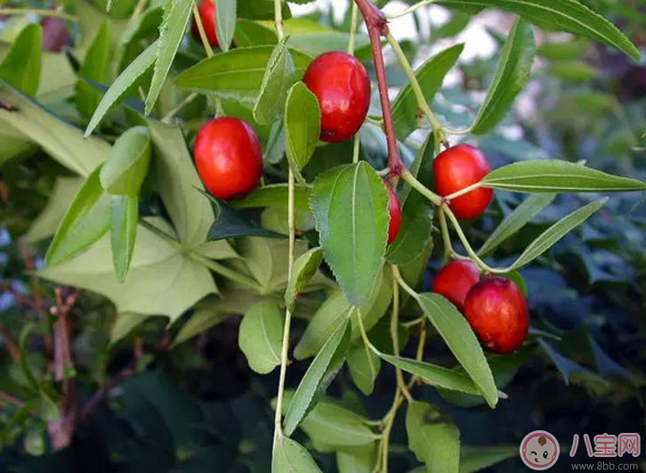 孕妇|孕妇怀孕初期可以吃酸枣吗 孕妇吃酸枣有哪些好处