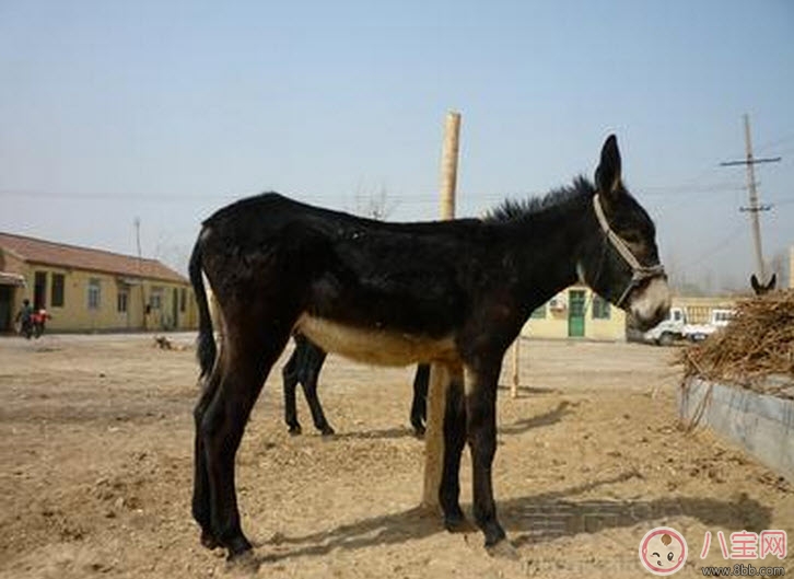 食物|孕妇能吃驴肉吗 孕妇吃驴肉注意事项