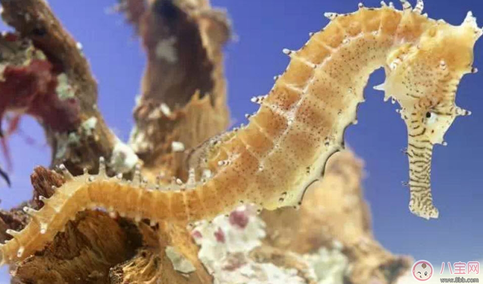 营养|孕妇能吃海马吗 孕妇为什么不能吃海马