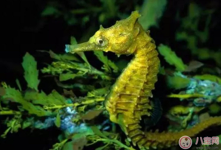 营养|孕妇能吃海马吗 孕妇为什么不能吃海马