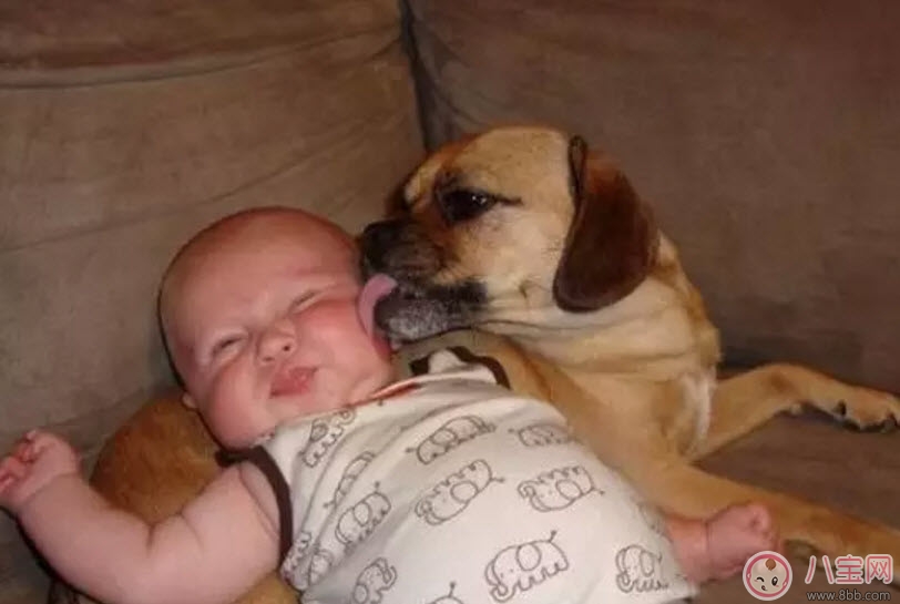 孩子|流浪狗咬伤小区业主孩子 孩子被狗咬伤怎么紧急处理伤口