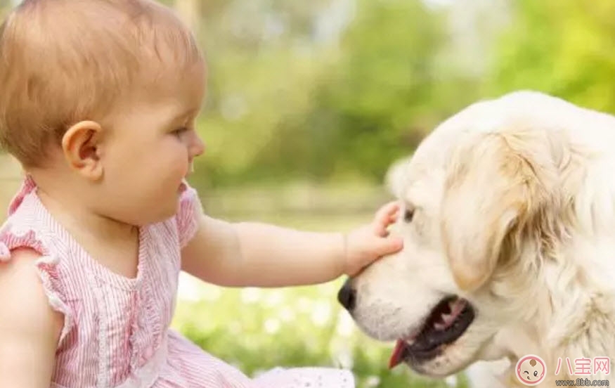 孩子|流浪狗咬伤小区业主孩子 孩子被狗咬伤怎么紧急处理伤口