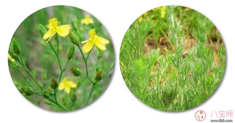 新生儿|新生儿黄疸洗什么中药好 新生儿黄疸推拿方法