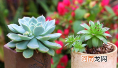 哪些多肉植物有毒