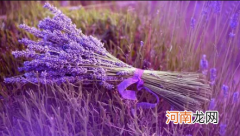 盆栽薰衣草好养活吗