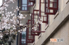 武汉大学樱花3月20日好约吗2022