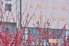 今年三月中旬能去武汉大学看樱花吗2022