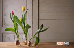 水培郁金香可以晒太阳吗