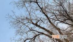 情人节送树枝什么梗