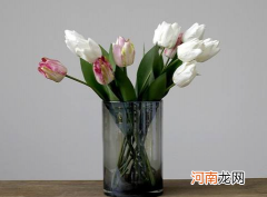 水培郁金香喜阴还是喜阳