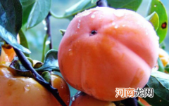 晚上吃柿子有什么不好