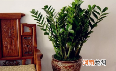 摇钱树一直掉叶子是什么原因