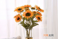 醒花在暗处好还是亮处好