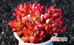 多肉叶子变红代表什么原因