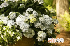 圆锥绣球一年只开一次花吗