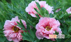 2022清明节去洛阳能看到牡丹花开吗