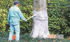 树木冬天怎么防冻