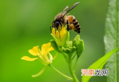 2022年3月5日惊蛰是什么节日