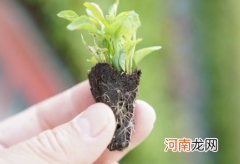 用多菌灵多久能用生根粉