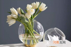 水培郁金香需要把生根粉倒在水里吗