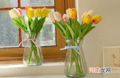 水培郁金香没有石头会活吗