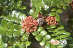 胡椒木放室内可以么