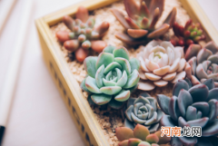 倒春寒多肉可以放室外吗