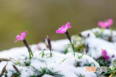 2022年倒春寒对大蒜生长有影响吗