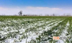 今年倒春寒对小麦有影响吗2022