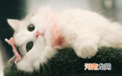 猫咪能看到主人的样子吗