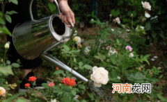 浇花见干见湿是怎样