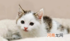 买猫需要注意哪些问题才不被坑