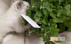 干的猫薄荷可以给猫吃吗