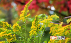 加拿大一枝黄花有没有毒