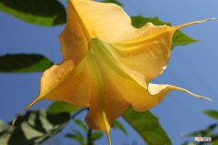 8种不同颜色曼陀罗花语盘点 曼陀罗花语是什么意思