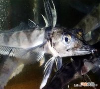 鳄冰鱼的血液为什么是白色的