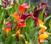 不同颜色马蹄莲花语象征与寓意汇总 马蹄莲花语是什么意思