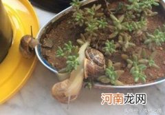 蜗牛的外形特征、生活习性、食性和实用价值盘点 蜗牛是益虫还是害虫为什么