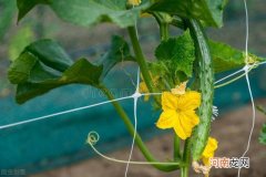 黄瓜名字的由来 绿色的黄瓜为什么叫黄瓜