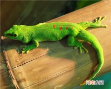 爬行动物特点及代表动物 爬行动物有哪些特征