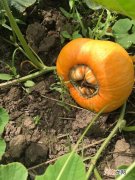 东南西瓜为什么没有北瓜