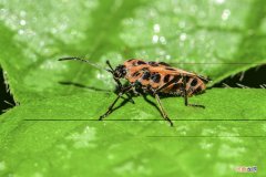 红脊长蝽什么科