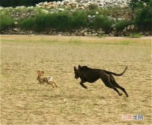 狗撵兔什么意思