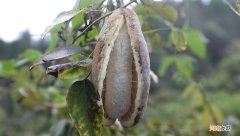 八月瓜怎么吃才正确