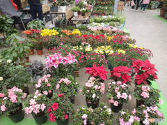 花城是哪个城市的别称