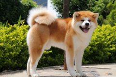 柴犬和秋田犬的区别哪个智商高