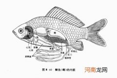鱼有心脏吗在哪
