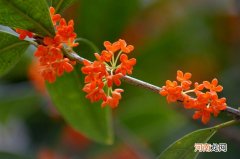 丹桂飘香诗句七律 金风送爽丹桂飘香是什么季节